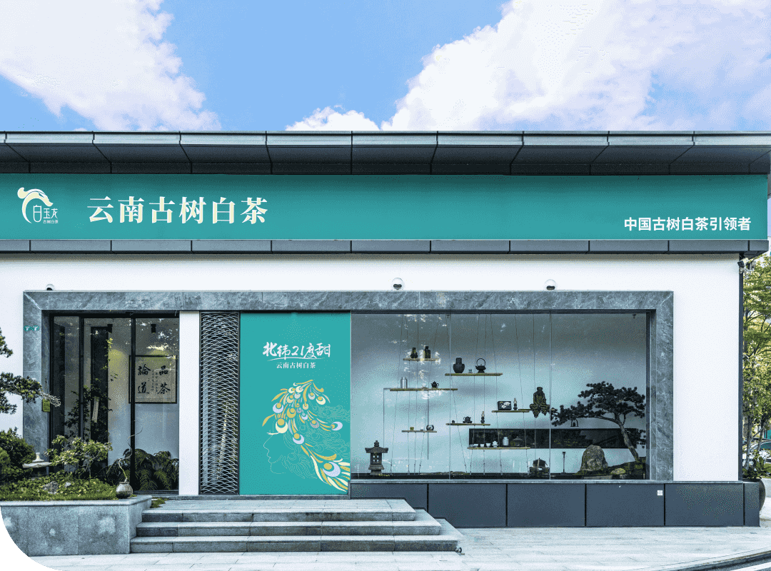 白玉龙古树白茶